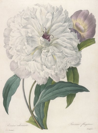 Paeonia Flagrans (Peony), 1827 by Pierre Joseph Redouté